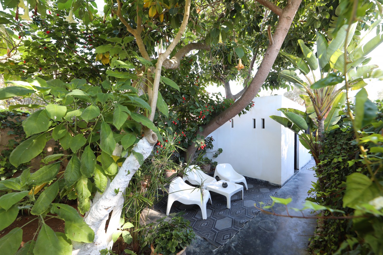 Le coin de lecture du jardin, fauteuils blancs à l&rsquo;ombre du datura